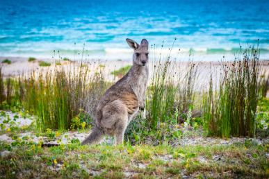 off-road camping bushfire safety emergency preparedness