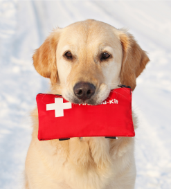 essential first aid supplies for van life